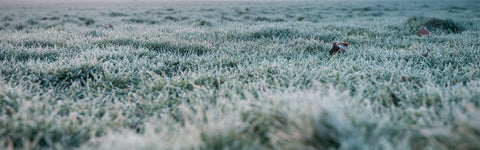 Gazononderhoud in de winter: Zo bereid je je gras voor op de koude maanden